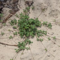 Vigna trilobata (L.) Verdc.